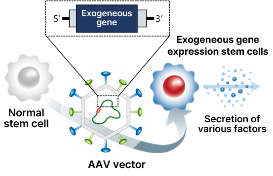 Genetically Engineered Stem Cells