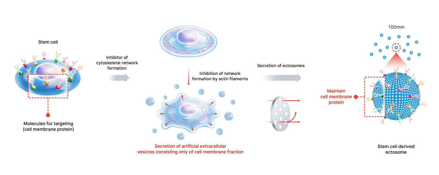 Ectosome