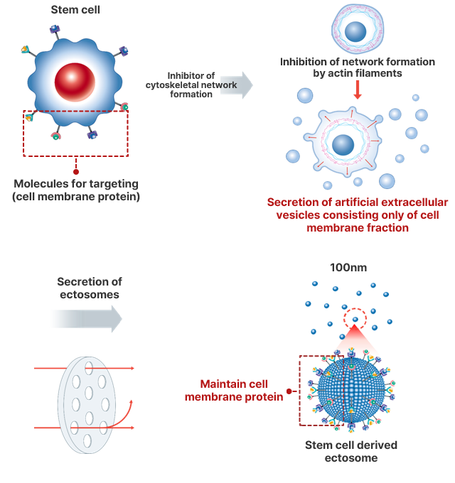 Ectosome