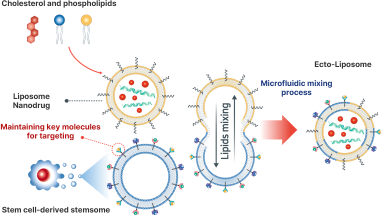 Ecto-Liposome®